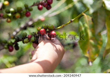 Coffee tree with ripe berries on organic farm harvested by hand. Food and drink coffee background.
