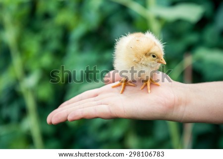 Rearing small chicks. Poultry farming. Agriculture.
