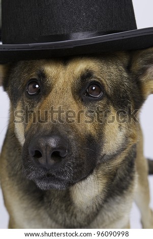 German Shepherd dog with hat