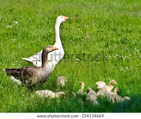 Geese parents with young chicks