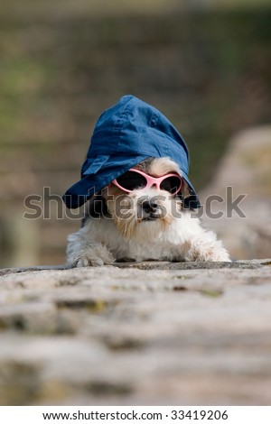 little cool dog with hat and sunglasses on