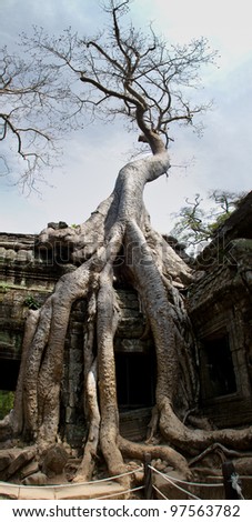 Spung tree overruns Ta Phrom Temple where Tomb Raider was filmed