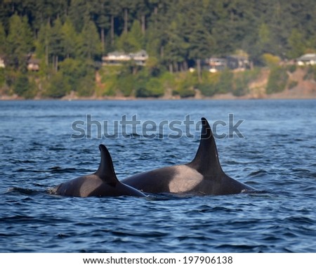 A pair of marine mammal eating transient killer whales surface together in the San Juan Islands, Washington.