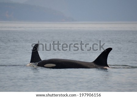 Two wild killer whales traveling together in Washington State.