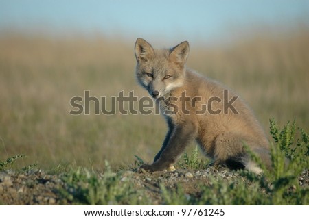 A red fox kit in a field on the south end of San Juan Island.