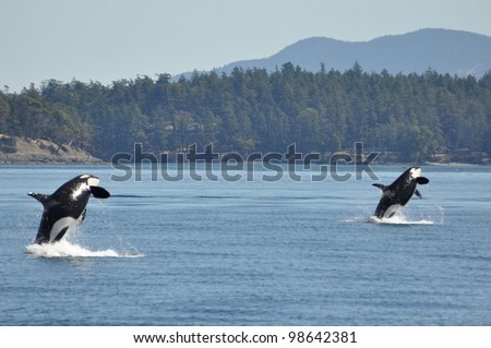 Two wild killer whales breach in synchrony.