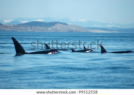 A group of transient (marine mammal feeding) orcas surfaces together, with San Juan Island, Washington in the background.