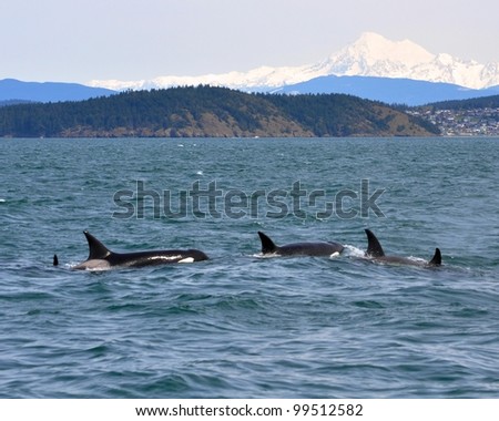 A family group of transient (marine mammal feeding) orcas surfaces in the San Juan Islands with Washington\'s Mt. Baker in the background.
