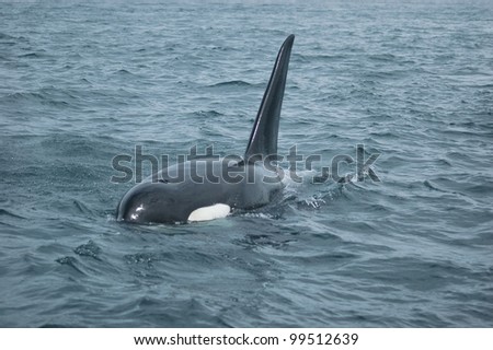 An adult male orca surfaces in the waters between US and Canada in the San Juan Islands.