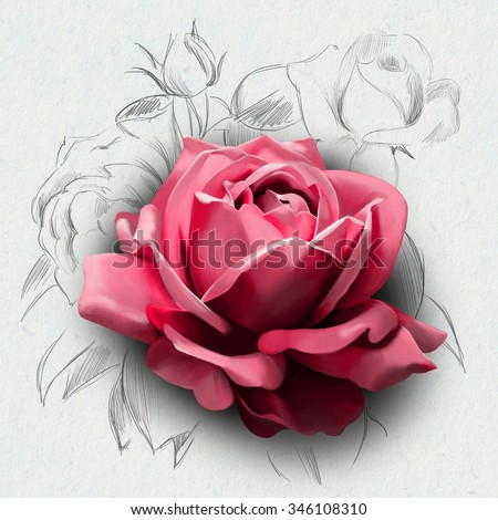 luxury rose,closeup, isolated on a white background, with elements of sketch of beautiful flowers in the background