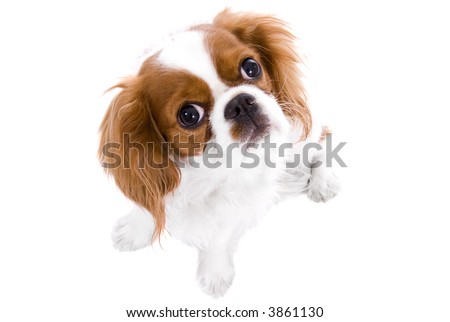 Cavalier King Charles Spaniel Puppy. King Charles Spaniel puppy