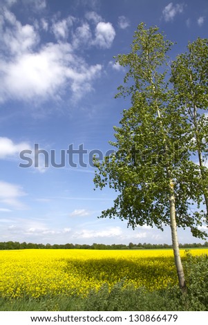 Canola field in yellow and blue sky. Front of the picture is a birch tree.