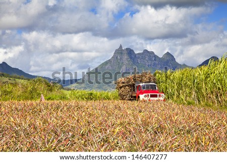 Truck With Sugar Cane At Mauritius. In Front A Pinapples Field, Background The Mountains Of The Island.