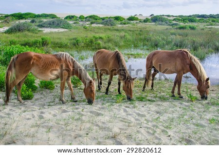 Wild horses that are descendants of Spanish Mustangs feed on the grasses of the dunes in Corolla, North Carolina in the Outer Banks.