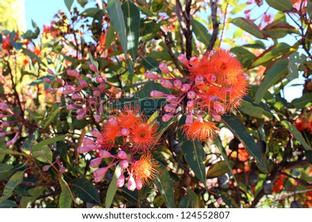 Brilliant Blossoms of Eucalyptus ficifolia  West Australian scarlet flowering gum tree in early summer.
