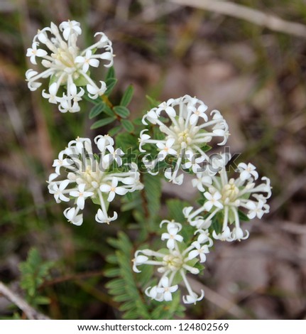 West Australian coastal  native wild flower white pimelia or rice flower in full spring bloom