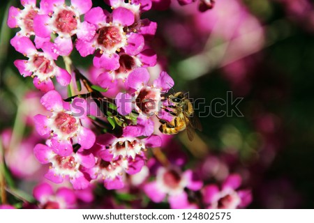 West Australian native wild flower pink Geraldton Wax chameleucium  uncinatum  with honey  bee gathering pollen.