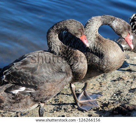 Pair of graceful West Australian black swans preening feathers in morning sunlight by  calm blue lake.
