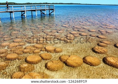 Lake Clifton south western Australia and the rare colony of  6 kilometre long thrombolite  living rocks structures in the shallow water.