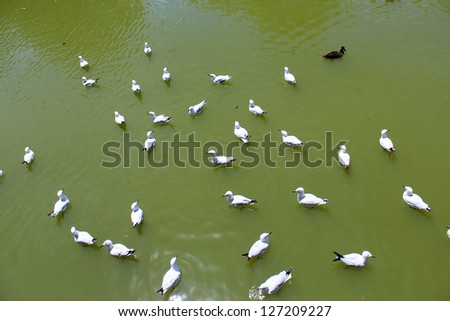 Flock of white seagulls and a brown duck swimming on the calm Vasse River at Busselton western Australia.