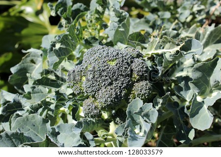 Broccoli head growing in a home backyard garden  in late winter and almost ready to be picked for use in cooking.