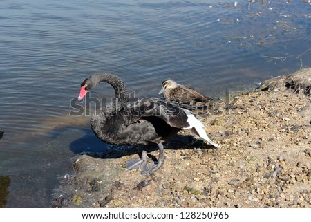 West Australian black swan cygnus atratus stretching its long powerful wings during daily preening ritual at the edge of the lake.