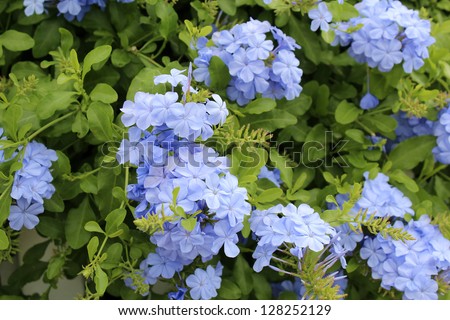 Blue plumbago shrub in beautiful summer bloom  with its  delicate single petalled flowers.