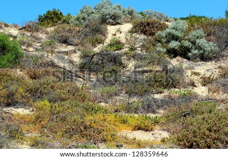 Rehabilitated sand dunes in western Australia near Buffalo beach with low growing salt tolerant vegetation  becoming established.