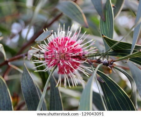 West Australian native plant Hakea laurina Pincushion hakea flower in spring with pretty stamens  protruding from a  global flowerhead.
