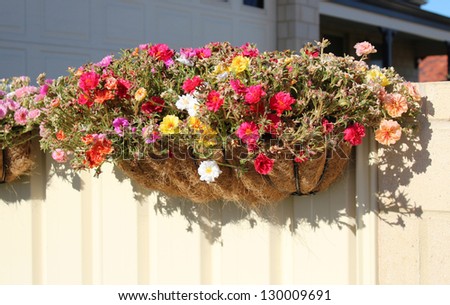 Half hanging basket of  colorful Sunny  double portulaca plants growing on a  cream painted  side fence.