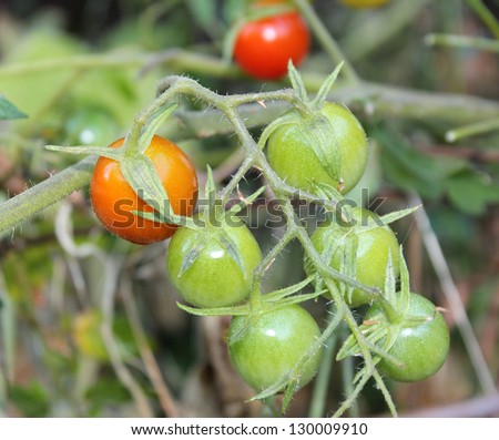 Self sown Cherry Tomatoes ripening on the plant in late summer.