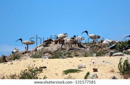 Plump Sacred ibis  scavenging at local waste disposal site  on a sunny day in summer earning these birds the name of tip turkeys.