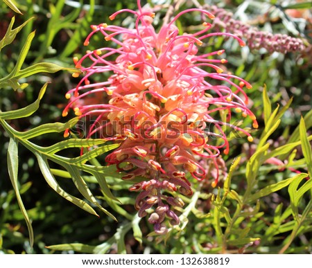 Australian cultivar Robyn Gordon grevillea   growing a metre   high only  flowering all year round with  honey scented pink and yellow flowers  attracting native birds to the home garden and bush.