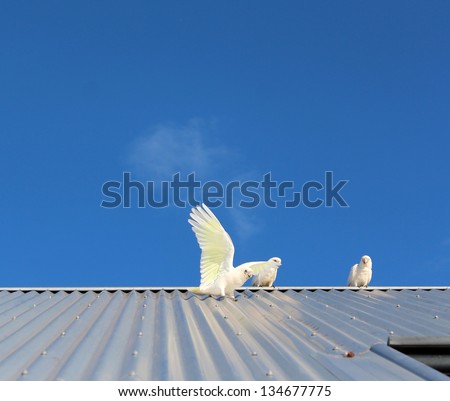 Cheeky white Australian corella with sulphur yellow under its wings  sliding down the iron roof of a suburban house after consuming a meal of green olives from a street tree nearby.