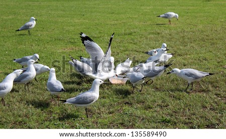 Flock of white seagulls fighting over  fast food  in a plastic container on the green grassy lawn.