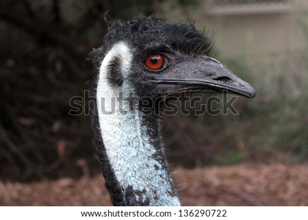 Australian Emu dromaius nnovaehollandiae  extant flightless soft feathered  bird  with vestigial wings  eats stones metal and glass to grind food.