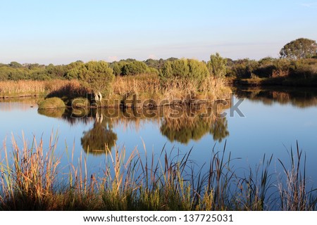Early  autumn morning  reflections on the  mirrored lake at the  Big Swamp nature reserve Bunbury western Australia