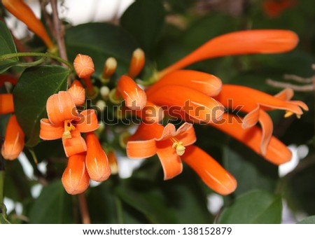 Glorious orange trumpet flowers of orange trumpet vine pyrostegia ignea flowering in late autumn to winter  brightens up the dull  garden.