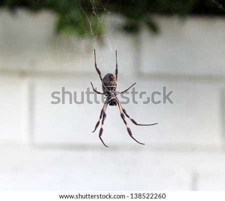 Huntsman spider  in web waiting for insect prey near a white brick garden wall.