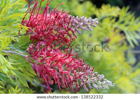 Bright blooms of  Australian Robyn Gordon grevillea species which flower all year round providing nectar to native birds and bees.