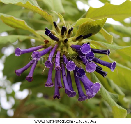 Deep purple trumpet shaped flowers of Iochroma cyanea Royal Queen Purple Tube flower in glorious display in late autumn attract hummingbirds  to feed on nectar.