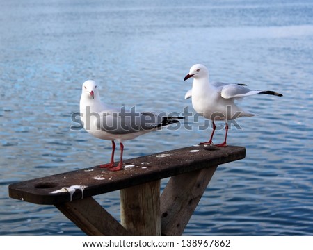 White seagulls  standing on a fishing bait ledge   with pieces of chopped up bacon on the side of the Leschenault estuary near Australind Western Australia on a cloudy autumn afternoon.