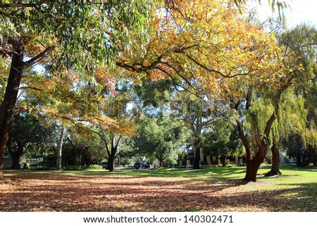 Deciduous trees  with autumn leaves falling to the ground in green  public park   Perth city Western Australia on a late autumn morning .