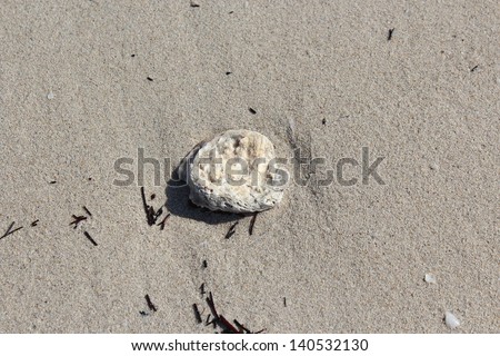 Mollusc shell washed up by the tide on the soft sandy  beach at Port Geographe near Busselton Western Australia.
