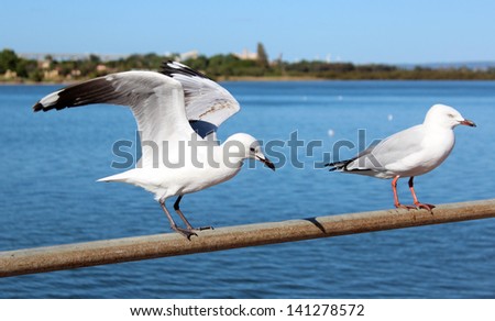 Two white seagulls perched on a rail at the estuary on a sunny winter\'s day.