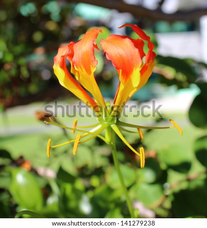 Showy decorative Flame Lily gloriousa superba  a deciduous perennial with reflexed petals growing by spreading horizontal rhizomes.