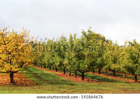 Apple orchard in late autumn with leaves changing color and red apples fallen  on ground due to downturn in market  at Donnybrook, Western Australia.