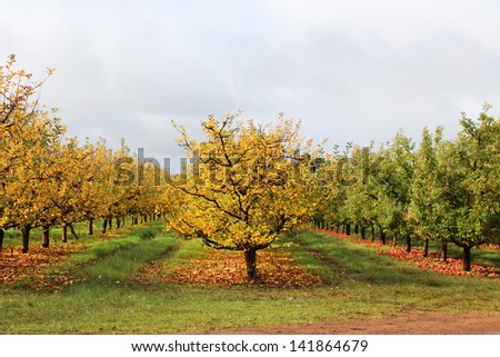 Apple orchard in late autumn with leaves changing color and red apples fallen  on ground due to downturn in market  at Donnybrook, Western Australia.