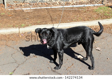Shiny coated black labrador cross kelpie watch dog protects a building day and night  from burglars and breakins.