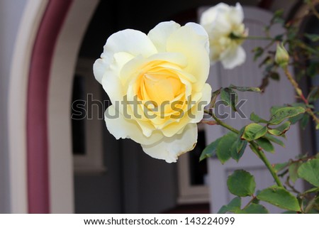 Romantic yellow  hybrid tea rose blooming in early winter  adding fragrance and color to the bare winter gardenscape.